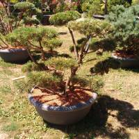 Pinus sylvestris "Watereri Nana"