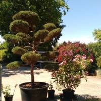 Juniperus Virgiana "Glauca"